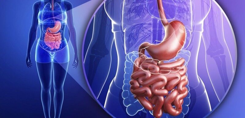 O tracto gastrointestinal é humano