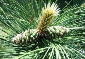 Piñeiro por limpar o corpo de parasitos