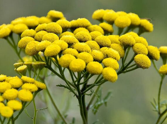 tanaceto - un remedio para parasitos